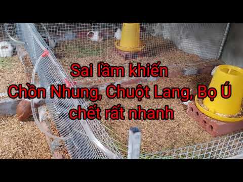 Video: 3 cách làm lồng chuột lang từ rổ nhựa