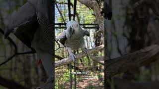 A year after losing his best friend, a new friend lands in Jake's life #petgrief #petbirds