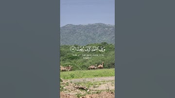 سورة الغاشية - آية (١٧-٢١) القارئ عبد الرحمن مسعد 🌷