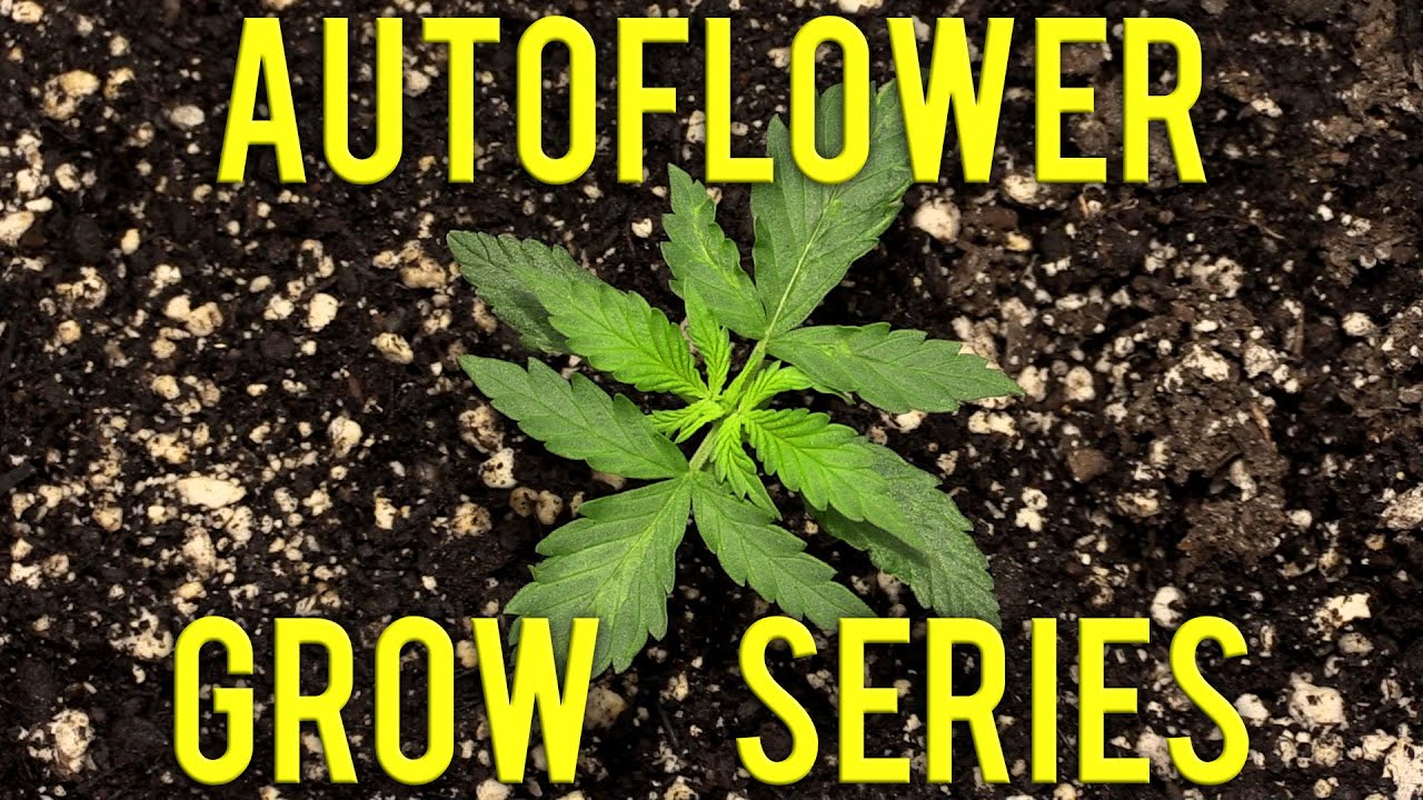 ORGANIC AUTOFLOWER GROW SERIES EPISODE 2!