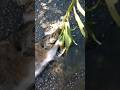 My Adopted street Ca #cat #kitten #catlover #cute #pets #pet #animal #shortvideo #shortsviral