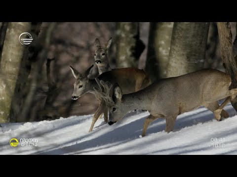 ველური ბუნების მკვლევარი ნიკა ქერდიყოშვილი ფოტოისტორიებით სტუმრად „იმედის დილაში“