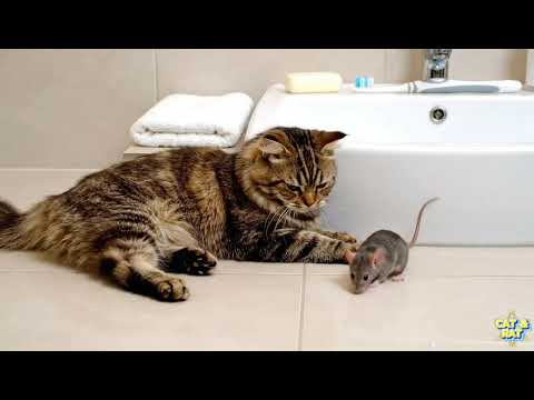 عندما تتصرف القطط مثل توم وجيري لحظات حقيقية بين القط والفأر 1