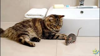 When Cats Act Like Tom & Jerry 😂 Real Cat vs Mouse Moments 1 screenshot 4