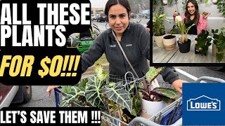 FREE PLANTS & POTS FROM LOWE’S!!!! How did this happen???🫣😁👏💚  LETS RESCUE THIS PLANTS!!!