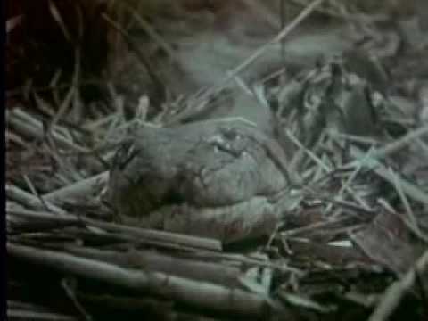 1966 Death Curse of Tartu   Movie Trailer