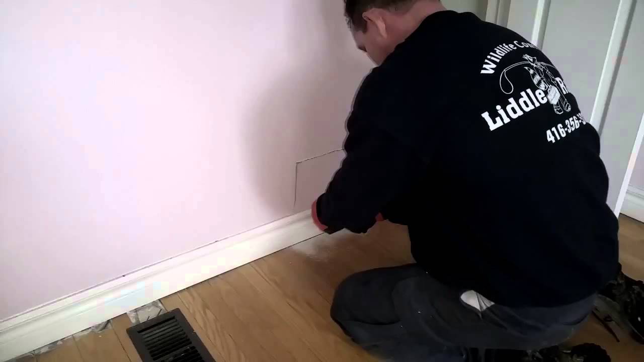 squirrels pizza Bird Rescue From A Wall In The GTA