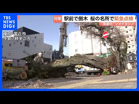 東京都内駅前で桜の倒木（国立市） 全国でソメイヨシノの“高齢化”進む　桜の名所で緊急点検 東京だけでなく福岡・舞鶴公園でも｜TBS NEWS DIG