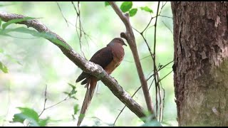 Brown Cuckoo-Dove at Thylogale Track, Jan 2023 screenshot 5