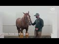Ice Therapy for horses