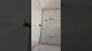 Lunchtime for spiderling #shorts
Two week old Steatoda triangulosa, avidly consume a meal of Drosophila.
Shot on an iPhone using a clip-on 15x lens. #shorts Lunchtime for spiderling #shorts