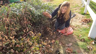 Harvesting Sweet Potatoes & Pulling Zinnias! 🍠🍂🥰 // Garden Answer