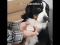 Собаке впаривают мышь