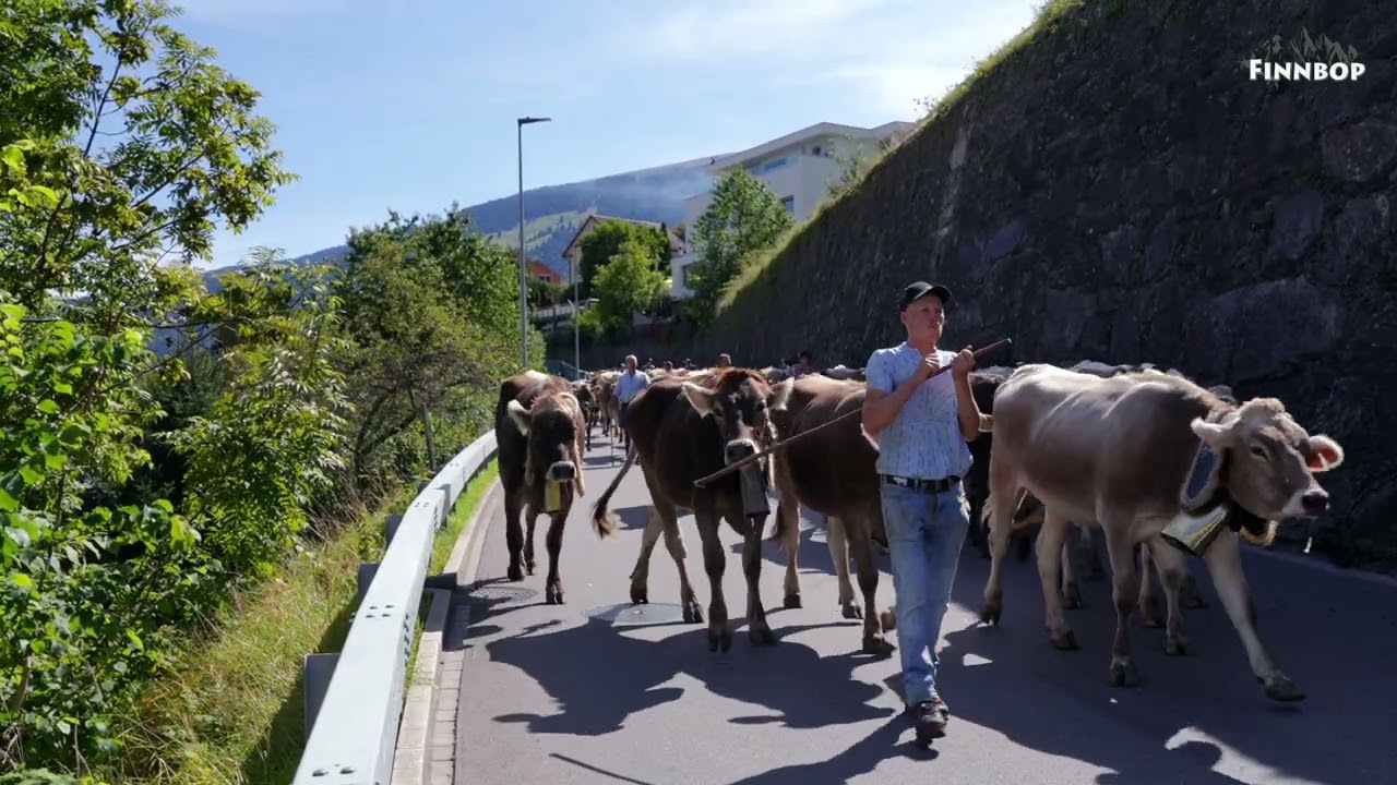 Alp Foo 2025 Alpabfahrten Mels