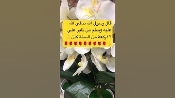 قال صلى الله من ثابر علي 12ركعه من السنه كان #اكسبلور #احاديث #اذكار_الصباح #صلوا_على_النبي #استغفر