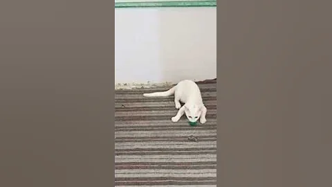 Video 2487351: persian cat burmese, persian cat kitten meowing, meow white persian cat, persian cat kitten playing, persian cat kitten love, burmese girl, cute cat playing