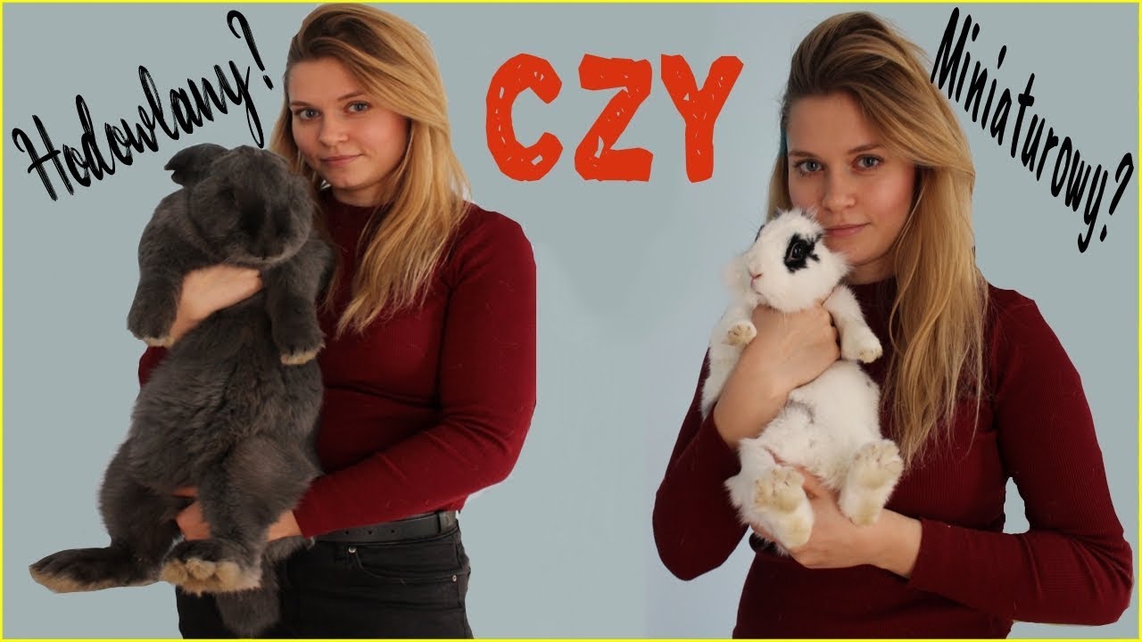 🔥 Królik HODOWLANY czy MINIATUROWY? 🔥