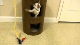 Siamese kittens playing with toy in cat condo- adorable cat babies! Cute kitten video!