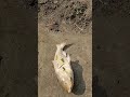 Fishing Funnyanimal Aquaticpets Fishpetfun Fish Funnyfish Jiskeaanesemukammalhogayith 
