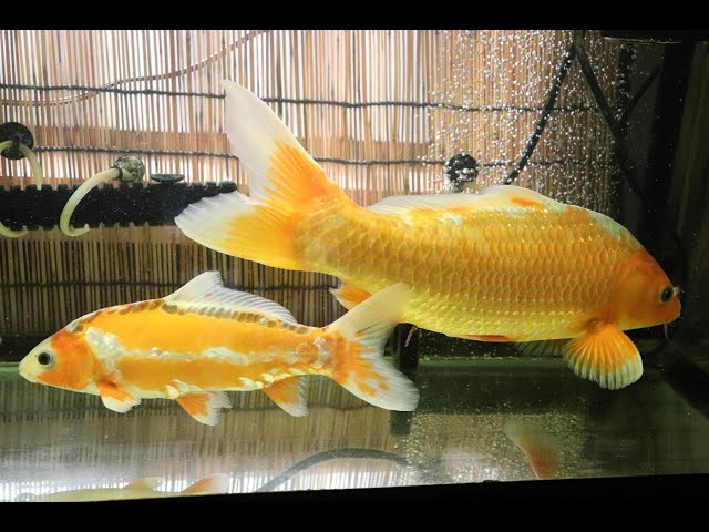 咲ひかり 色揚 Sサイズ 沈 1kg 真空 錦鯉 金魚 色揚げ 咲ひかり 色 咲ひかり 色揚 Sサイズ 沈 1kg 真空 錦鯉 金魚 色揚げ 咲ひかり 色