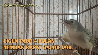 CIGUN PAUD UMUR 4 BULAN NEMBAK RAPAT GACOR DOR