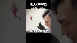 고양이가 집사 가지고 노는 방법ㅋㅋ POV: Your Cat Is Training You  #고양이 #cat
