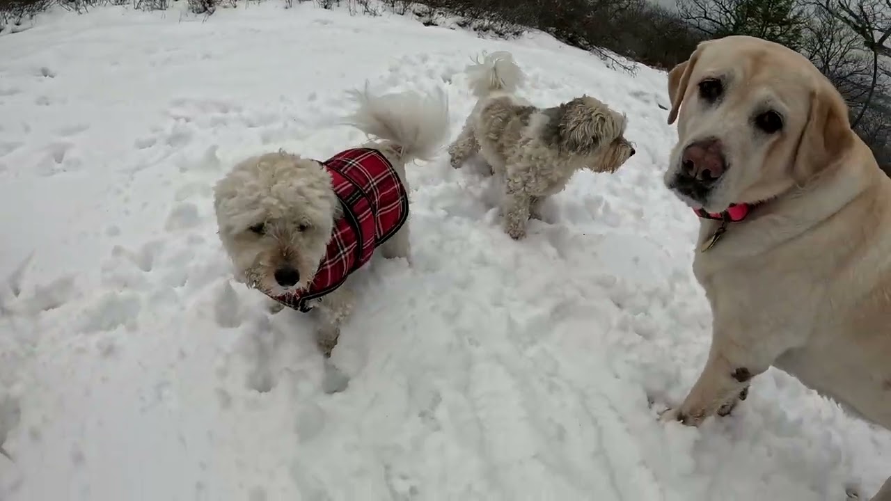 Dog Hiking Adventures with Comet, Chelsea, Bela, and Frankie on 01/06