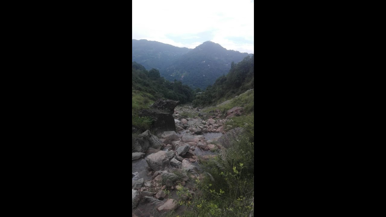 Relaxing Sound of Birds Chirping and Rooster Crowing (One Hour Loop)