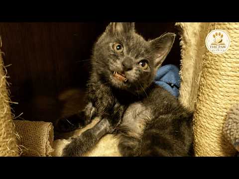 Nobody Thought This Smiling Kitten Would Survive — Then He Proved Them Wrong