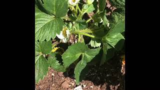Daily Dose of Science - Strawberry Plant Has Bloomed! screenshot 2