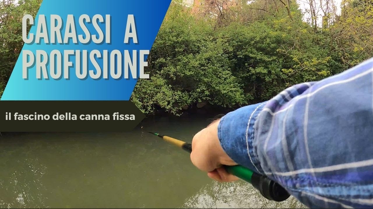 Carassi Mooca Carassi a profusione - il fascino della canna fissa - YouTube