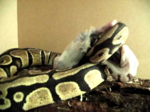 1 Pablo eating rat ( royal / ball python )