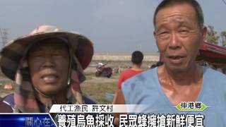 1041109養殖烏魚採收 民眾蜂擁搶新鮮便宜
