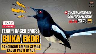 SUARA BURUNG KACER GACOR NGEPLONG TARUNG KONSLET TERAPI AMPUH BUAT PANCINGAN KACER AGAR EMOSI
