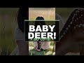 Baby Deer Adventure! | Cute Animal Learning for Kids | Preschool Fun