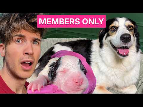 EXTENDED CUT: Pregnant Rescue Dog Gives Birth to Puppies