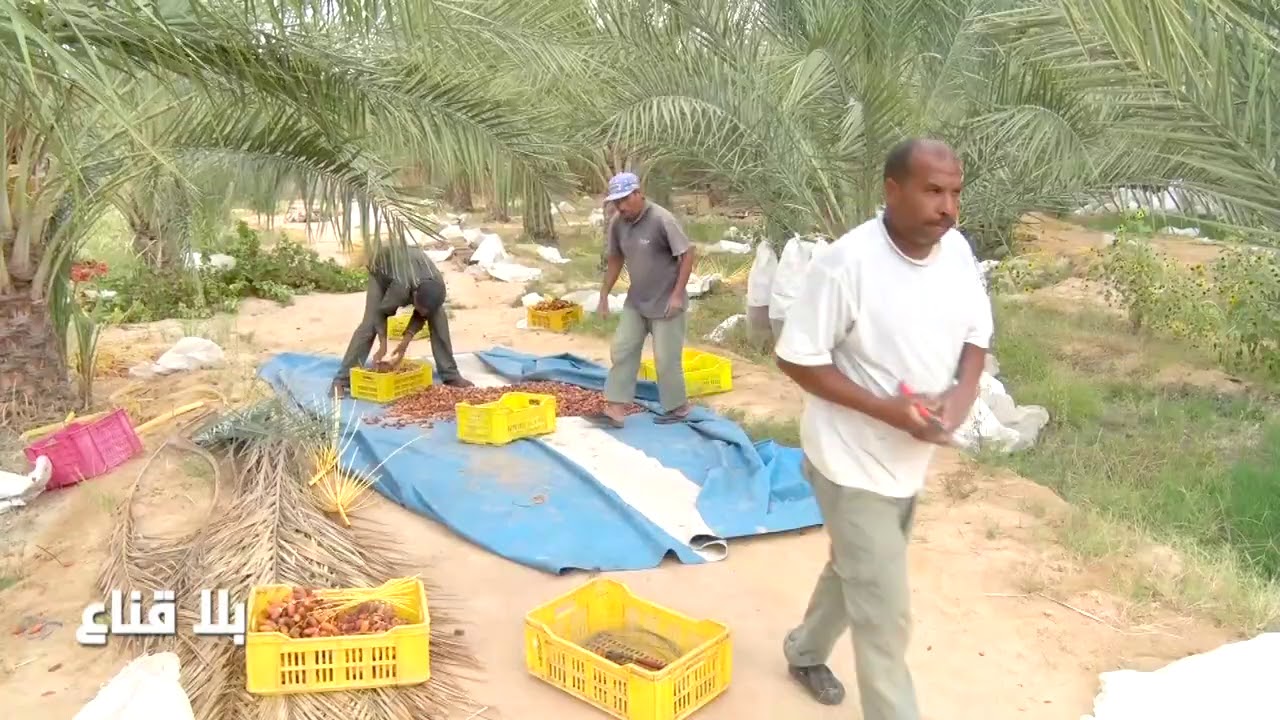 bila kinaa | !! في توزر وقبلي كغ الطماطم والفلفل أغلى من دقلة النور..ومستكرشون يتلاعبون بالقطاع