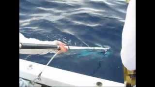 Huge Daytime Swordfish Over 600 lbs! 03/10/2012
