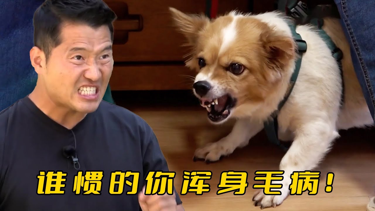 9歲老狗被主人寵成巨嬰，訓犬師卻不慣毛病直接上腳，訓人訓狗兩不耽誤