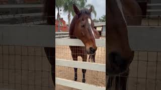 Saying Hello To The Horses