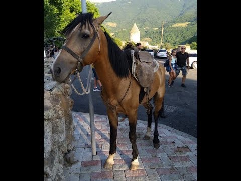 Video: Ձիերի վարակիչ ձիաբուծության մետրիտ (CEM)