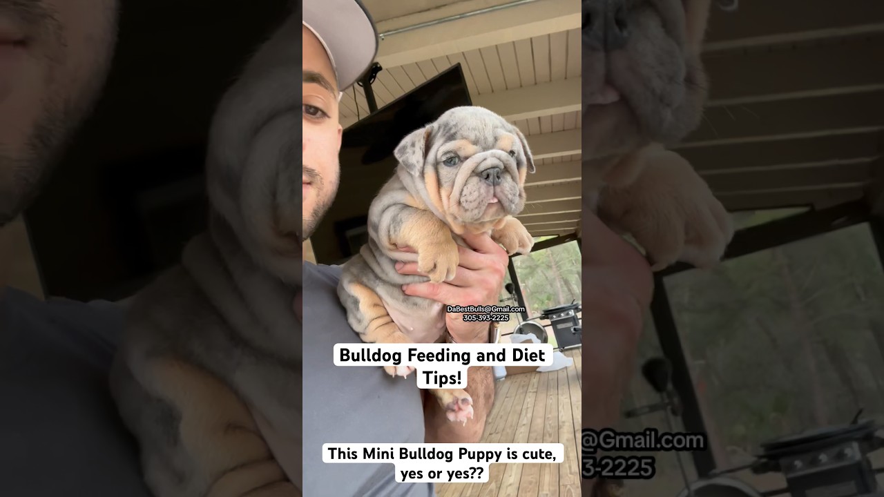 Bulldog Feeding and diet tips. Puppy nutrition is critical for health, proper coat, activity, etc