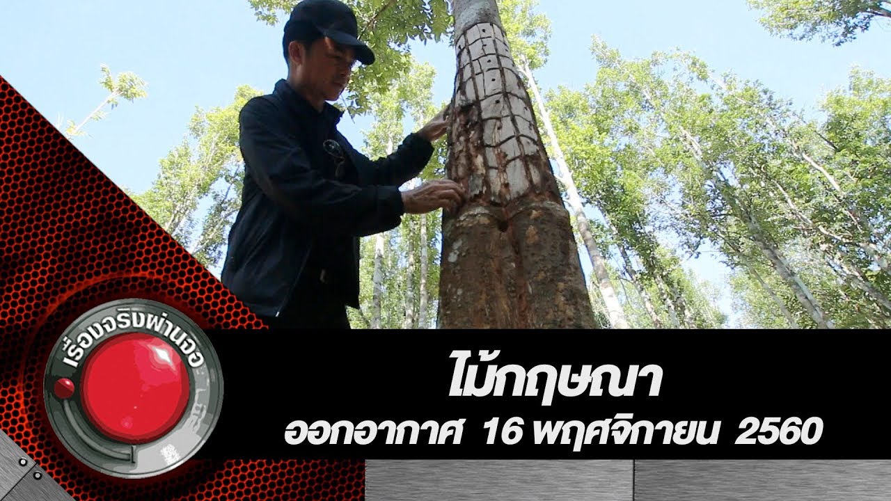 ไม้กฤษณา | เรื่องจริงผ่านจอ 16 พฤศจิกายน 2560