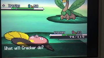 How Pros Nickname Pokemon