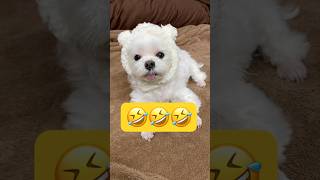 季節感が関係ないとこうなる🤣🤣🤣#shorts #可愛い犬 #マルチーズ