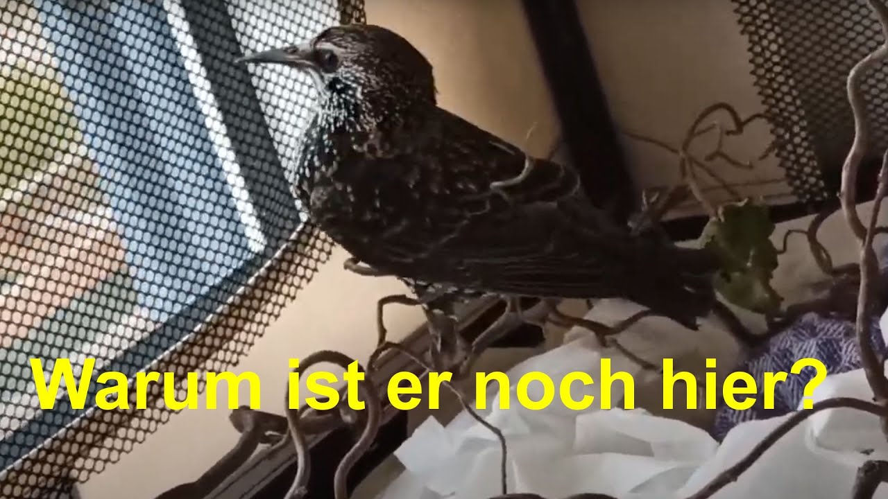 Wintergäste: Stieglitz und Star bei mir im Atelier/goldfinch and starling in my workshop