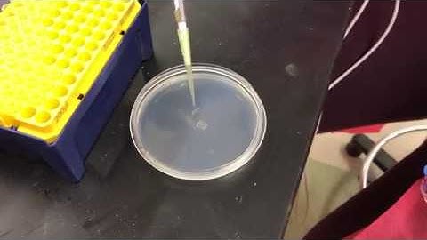 Nematode Isolation - Agar Culture Technique (Worcester Polytechnic Institute)