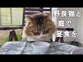 涙を流しながらごはんを食べる野良猫ぽこまる