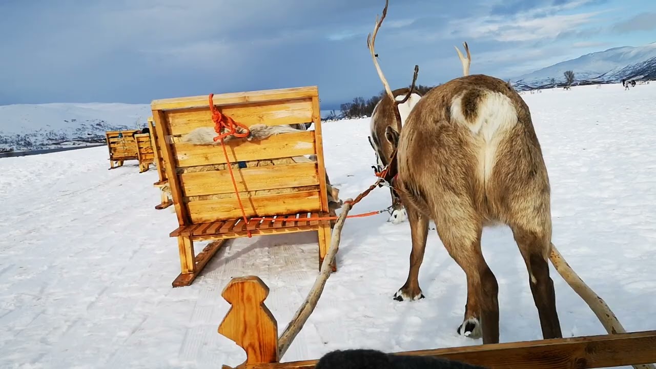 Tromsø, Norway, Reindeer Sledding