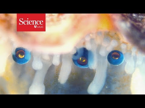 Hubble in a bubble: Scallop eyes act like tiny telescopes